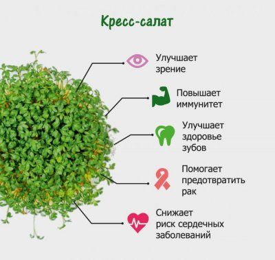 Набор для выращивания. "Моя микрозелень": КРЕСС-САЛАТ