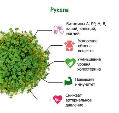 Набор для выращивания. "Моя микрозелень": РУКОЛА